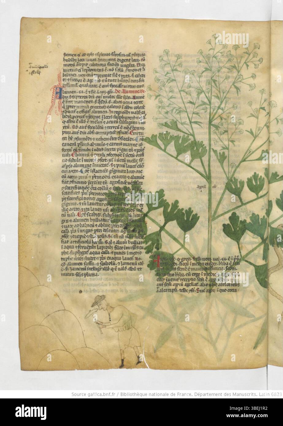 Eine Seite aus BnF Latin 6823, f.005v, mit einer Handschrift von Manfredus de Monte Imperiali, datiert zwischen 1301 und 1350. Dieses Manuskript ist ein Schlüsseltext zum Verständnis der mittelalterlichen Philosophie und Theologie. Stockfoto