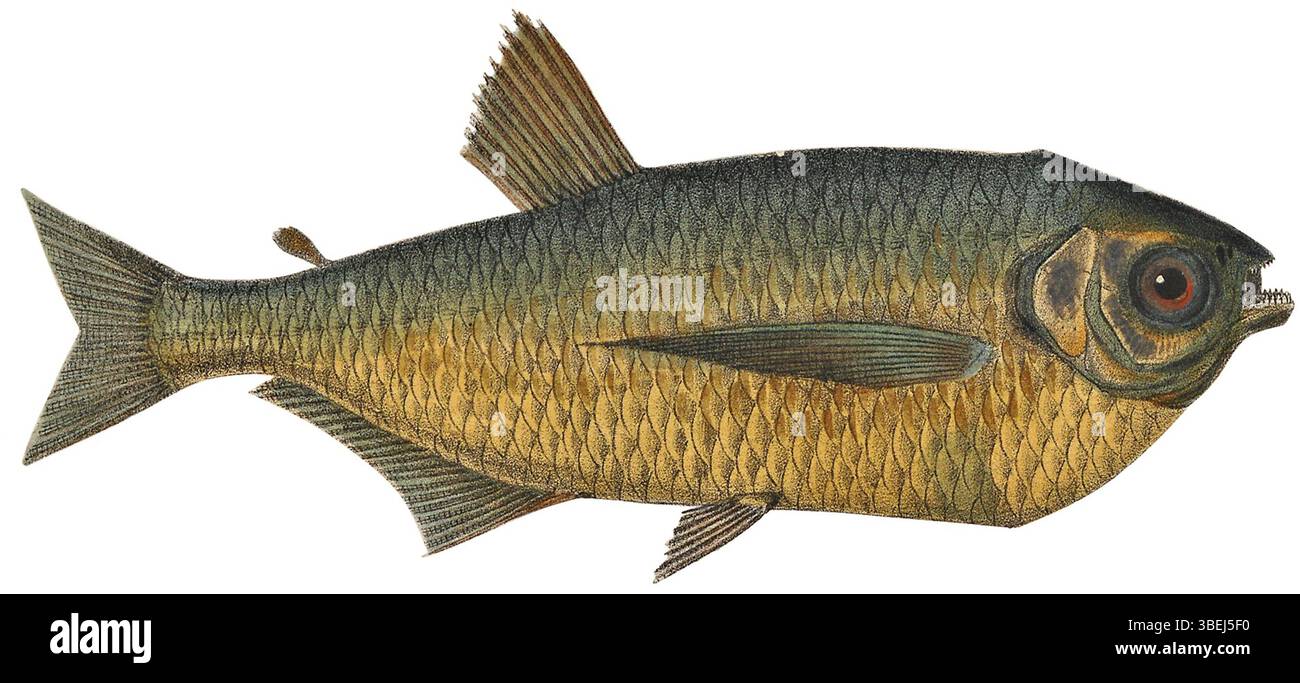 Dieses Bild zeigt den Fisch Triportheus angulatus, wie er in Iconographia Zoologica dargestellt ist. Die Illustration ist eine getreue Wiedergabe des ursprünglichen gemeinfreien Werks. Die Art ist bekannt für ihren langgestreckten Körper und ihre charakteristische Flossenstruktur. Stockfoto