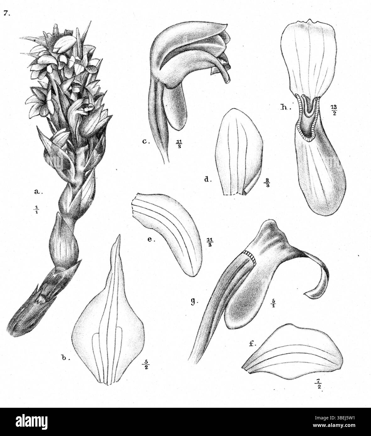 Johannes Jacobus Smiths botanische Illustration von *Calanthe rhodochila*, einer Orchideenart aus Papua-Neuguinea, unterstreicht die einzigartige Morphologie und die Besonderheiten der Blüte. Stockfoto