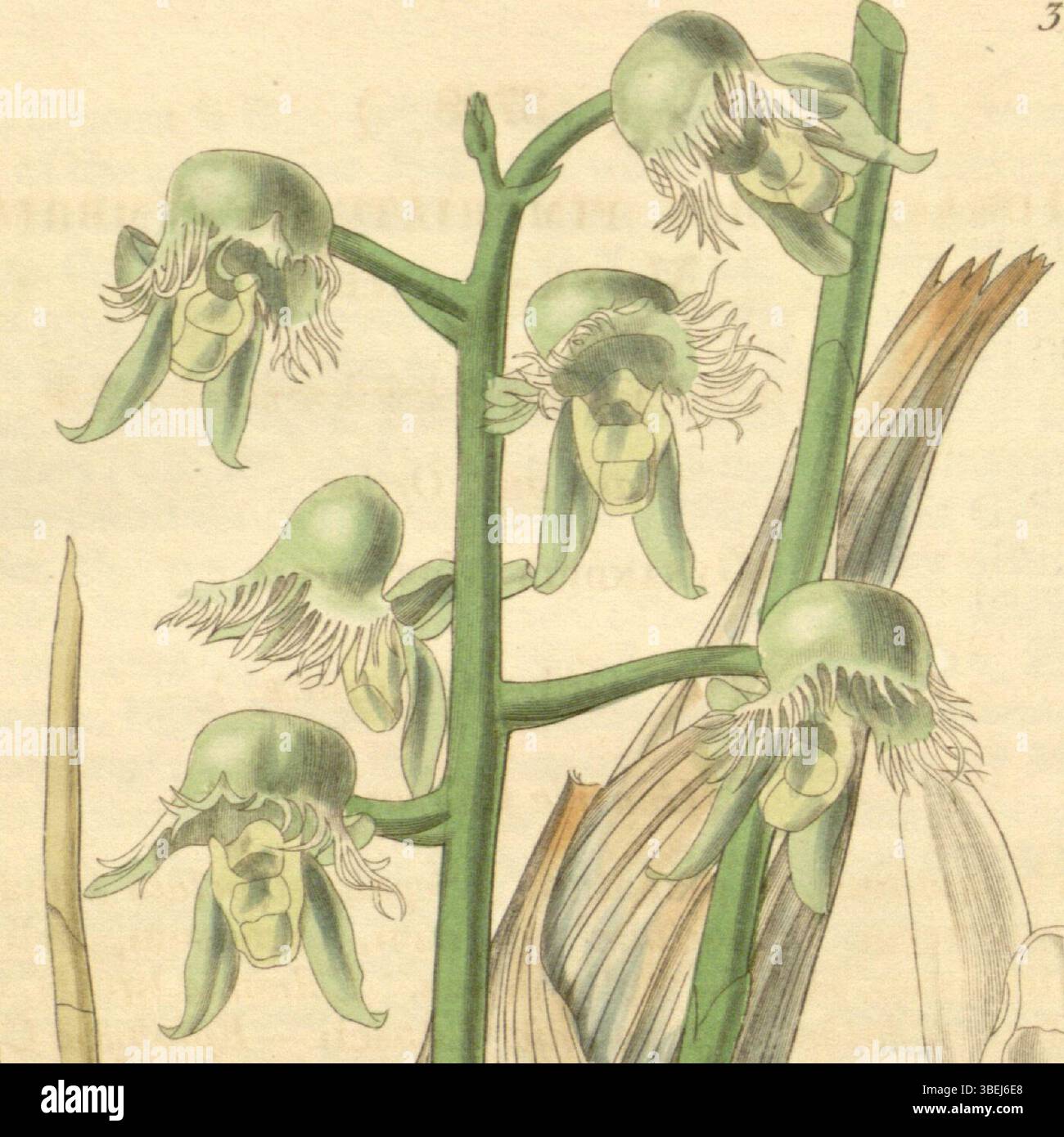 Diese Illustration von Walter Hood Fitch aus dem Jahr 1839 zeigt Catasetum gardneri (früher Monachanthus fimbriatus), eine Orchideenart, die ihre besonderen Merkmale in der botanischen Kunst zeigt. Stockfoto