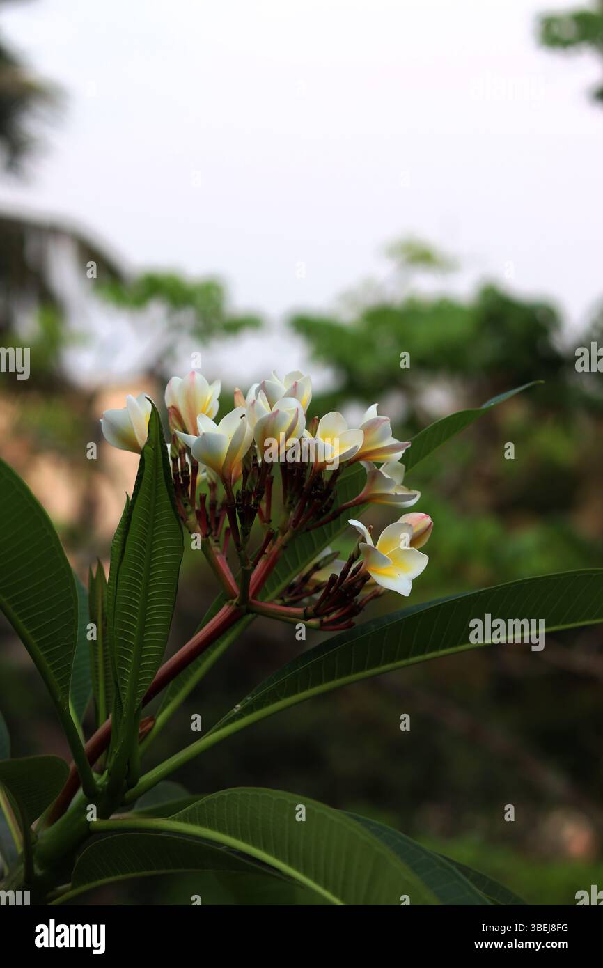 Nahaufnahme eines Straußes weißer und gelber Frangipani (Plumeria)-Blüten, frisch vom Baum geerntet, mit weichen, verschwommenen grünen Blättern im Hintergrund. Stockfoto