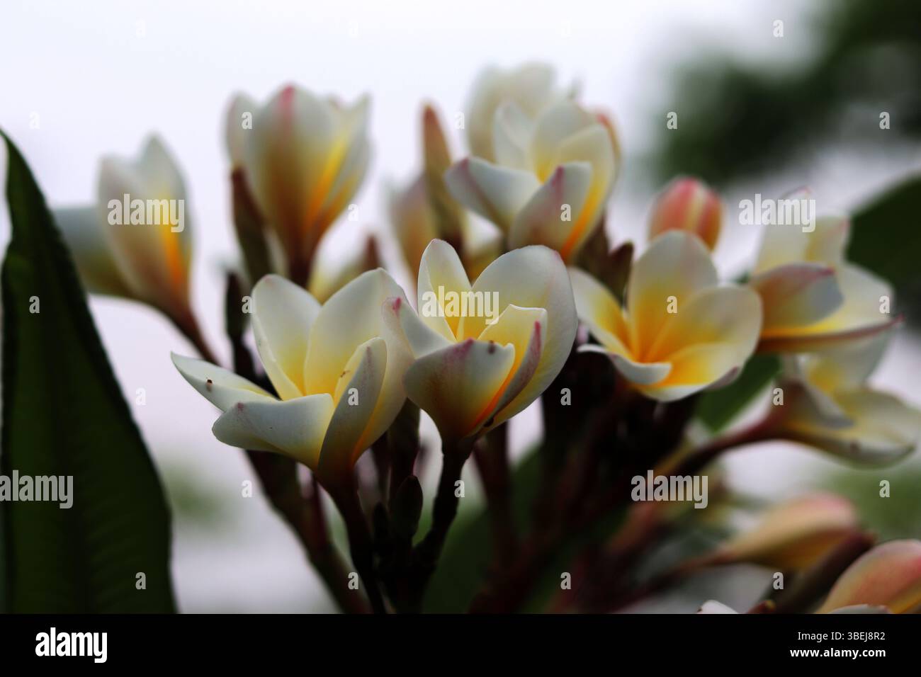 Nahaufnahme eines Straußes weißer und gelber Frangipani (Plumeria)-Blüten, frisch vom Baum geerntet, mit weichen, verschwommenen grünen Blättern im Hintergrund. Stockfoto