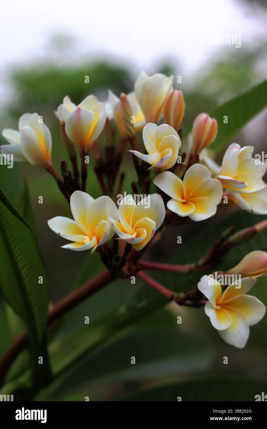 Nahaufnahme eines Straußes weißer und gelber Frangipani (Plumeria)-Blüten, frisch vom Baum geerntet, mit weichen, verschwommenen grünen Blättern im Hintergrund. Stockfoto