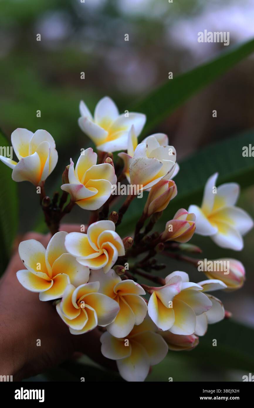 Nahaufnahme eines Straußes weißer und gelber Frangipani (Plumeria)-Blüten, frisch vom Baum geerntet, mit weichen, verschwommenen grünen Blättern im Hintergrund. Stockfoto
