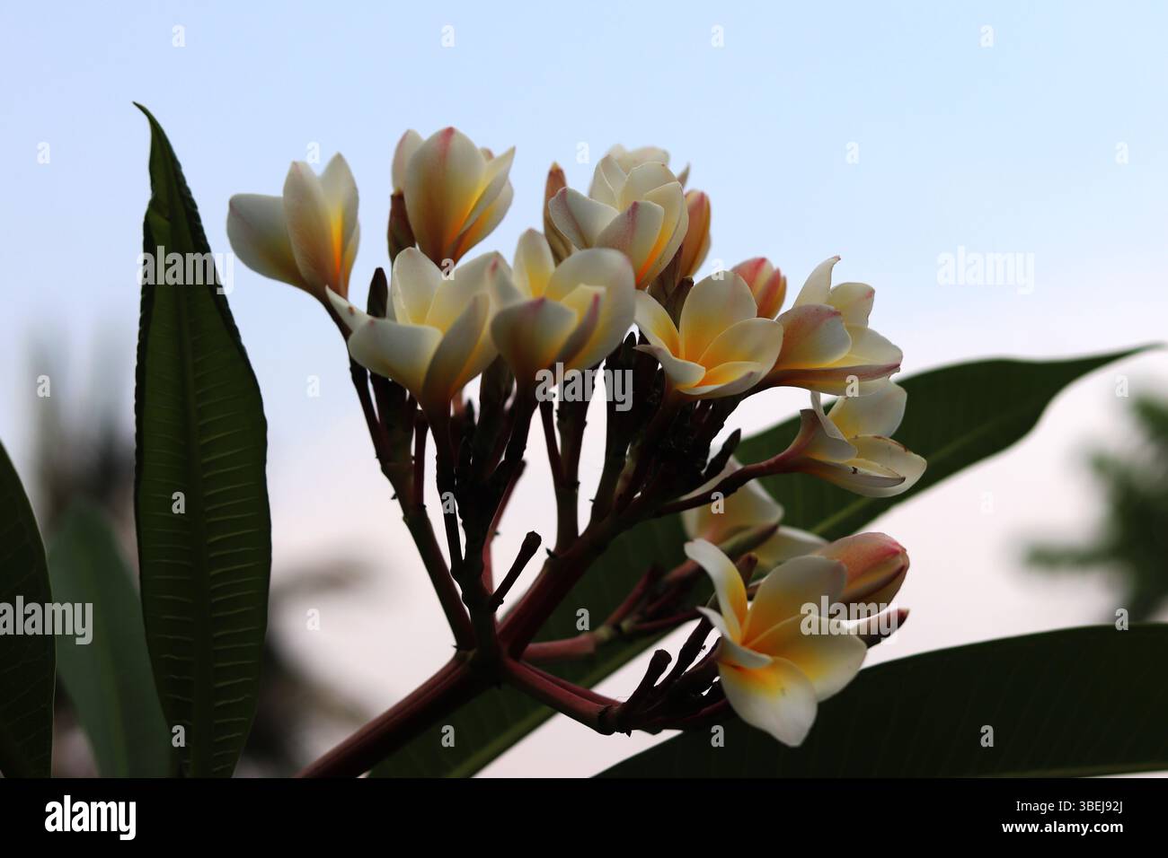 Nahaufnahme eines Straußes weißer und gelber Frangipani (Plumeria)-Blüten, frisch vom Baum geerntet, mit weichen, verschwommenen grünen Blättern im Hintergrund. Stockfoto