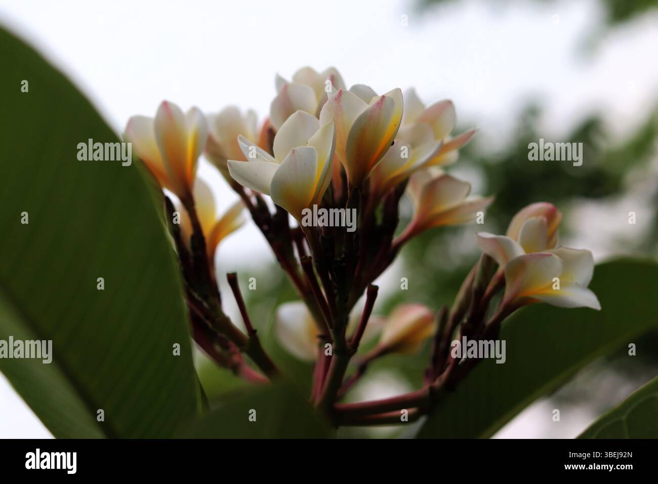 Nahaufnahme eines Straußes weißer und gelber Frangipani (Plumeria)-Blüten, frisch vom Baum geerntet, mit weichen, verschwommenen grünen Blättern im Hintergrund. Stockfoto