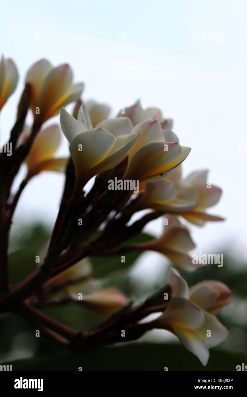 Nahaufnahme eines Straußes weißer und gelber Frangipani (Plumeria)-Blüten, frisch vom Baum geerntet, mit weichen, verschwommenen grünen Blättern im Hintergrund. Stockfoto