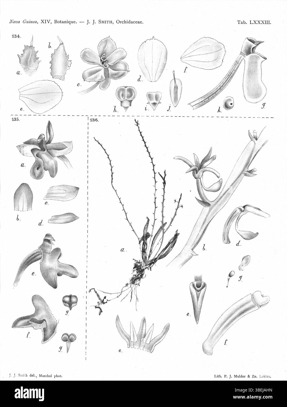 Platte 83 aus *Nova Guinea* (1929) zeigt Hymenorchis glomeroides, Cleisostoma firmulum und Taeniophyllum clavicalcaratum und hebt ihre Taxonomie und Klassifizierung innerhalb der Orchidaceae-Familie hervor. Stockfoto