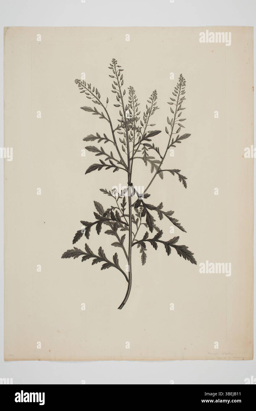 Dieser Stich von Sydney Parkinson zeigt Rorippa palustris, ein botanisches Exemplar, das während der Südseefahrten des Endeavour zwischen 1768 und 1771 gesammelt wurde. Die Gravur mit feinen Details in Tinte auf Papier (500 mm x 375 mm) ist Teil der Gemäldesammlung und Zeichnungen des Auckland Museums. Stockfoto