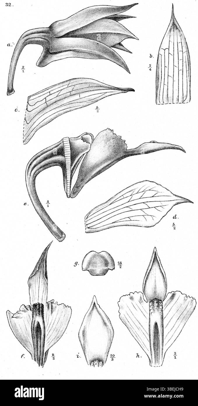 *Dendrobium acutisepalum*, illustriert von Johannes Jacobus Smith im Jahr 1913, ist eine Orchideenart, die in der Zeitschrift *Nova Guinea* dargestellt wird. Dieses Kunstwerk zeigt die komplizierten Merkmale der Orchideenblume und hebt die einzigartigen Merkmale der Orchideenart in der Orchidologie hervor. Stockfoto