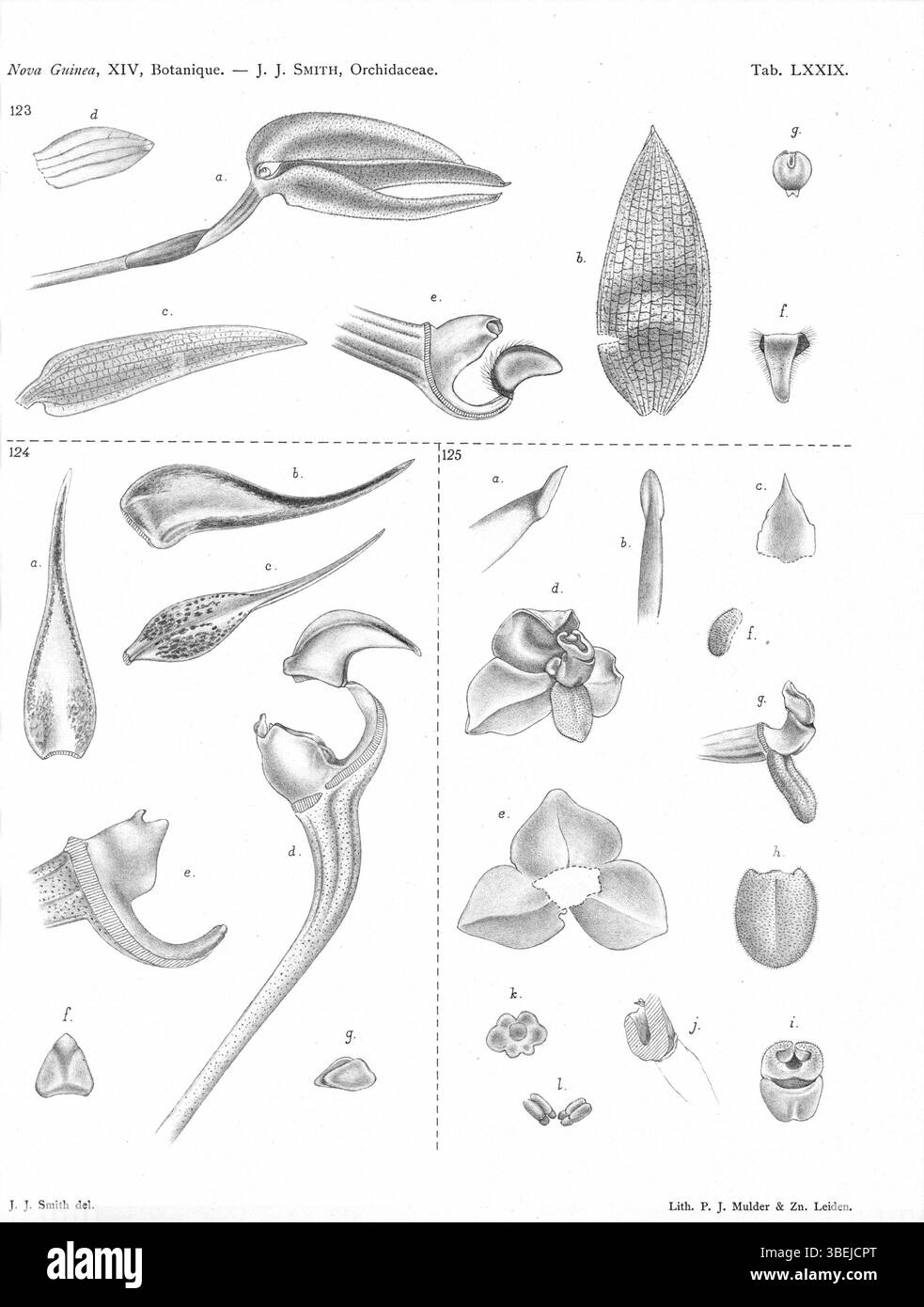 Diese Platte aus *Nova Guinea* (1929) zeigt Bulbophyllum arfakianum, B. gjellerupii und Octarrhena trigona mit detaillierten taxonomischen Klassifizierungen für jede Art, die ihre botanische Bedeutung unterstreichen. Stockfoto