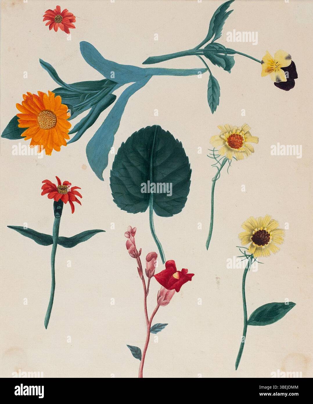 Dieses Aquarellgemälde aus der Zeit um 1800 zeigt eine botanische Studie, anonym erstellt. Die detaillierten Darstellungen von Pflanzenarten spiegeln das wissenschaftliche Interesse an der Botanik des 19. Jahrhunderts wider. Stockfoto