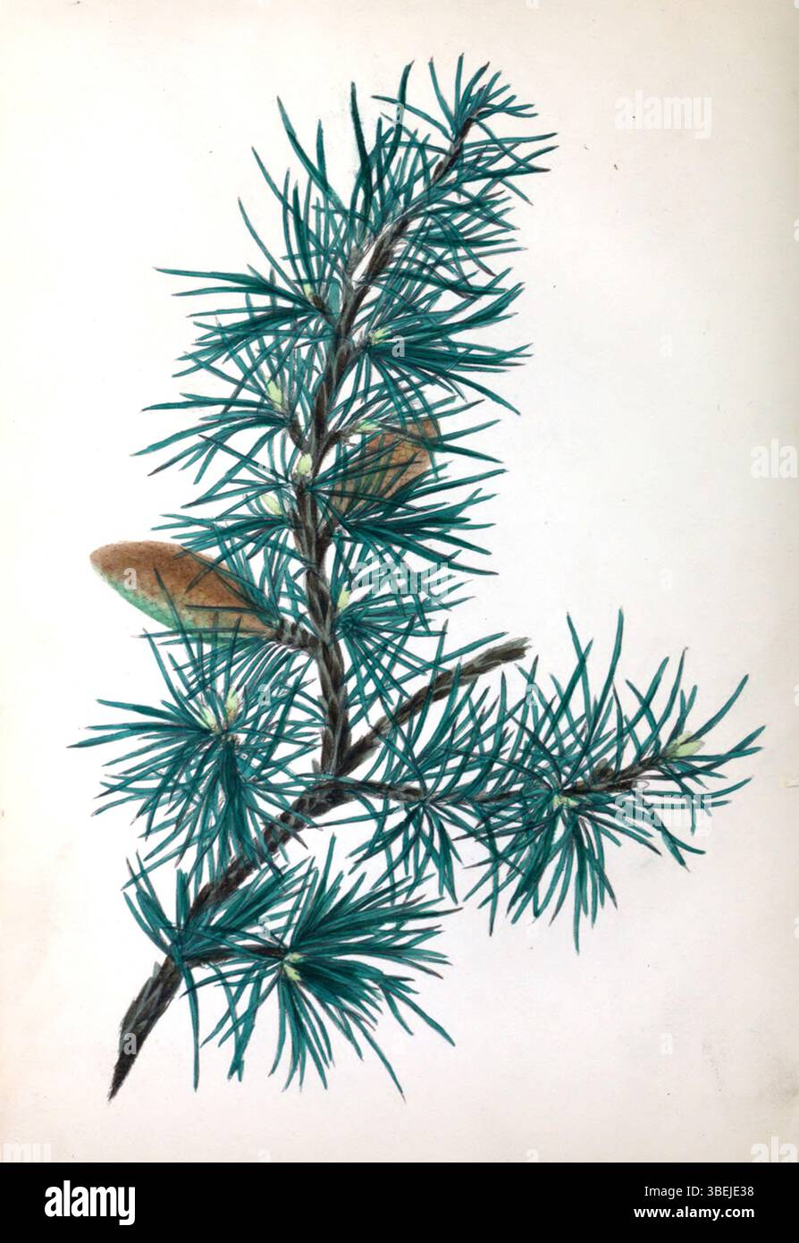 Diese Platte aus Rebecca Hey's 1837 „The Spirit of the Woods“ zeigt die Zedernbäume, eine der detaillierten botanischen Illustrationen der Serie, die ihr Interesse an Flora widerspiegelt. Stockfoto