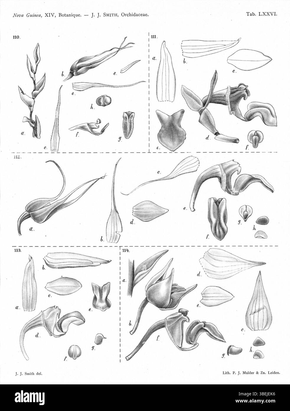Platte 76 aus Johannes Jacobus Smiths *Nova Guinea* (1929) zeigt verschiedene Arten der Gattung Bulbophyllum, einschließlich B. fractiflexum, B. cylindrobulbum und B. cavibulbum, zusammen mit ihren historischen taxonomischen Klassifizierungen. Stockfoto
