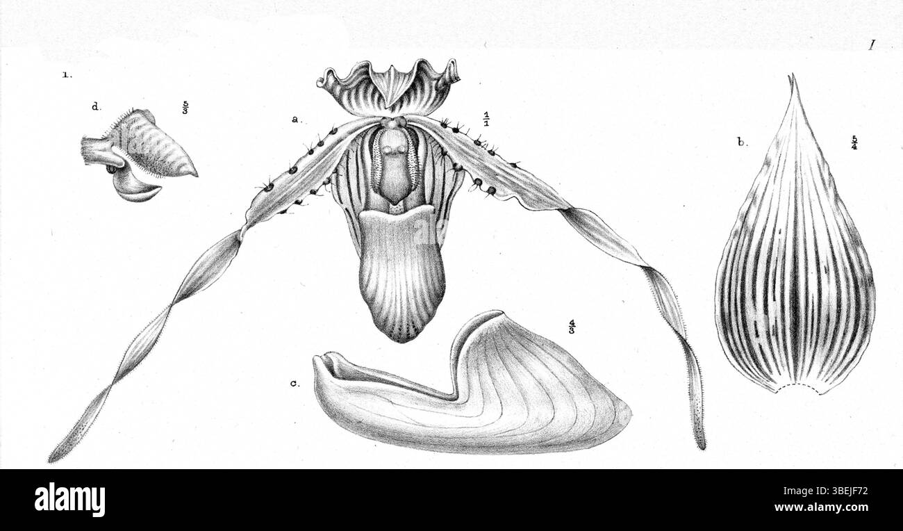 Diese botanische Illustration von Johannes Jacobus Smith zeigt *Paphiopedilum glanduliferum*, eine Orchideenart aus Papua-Neuguinea, mit bemerkenswerten Details über ihre charakteristische Blumenstruktur. Stockfoto