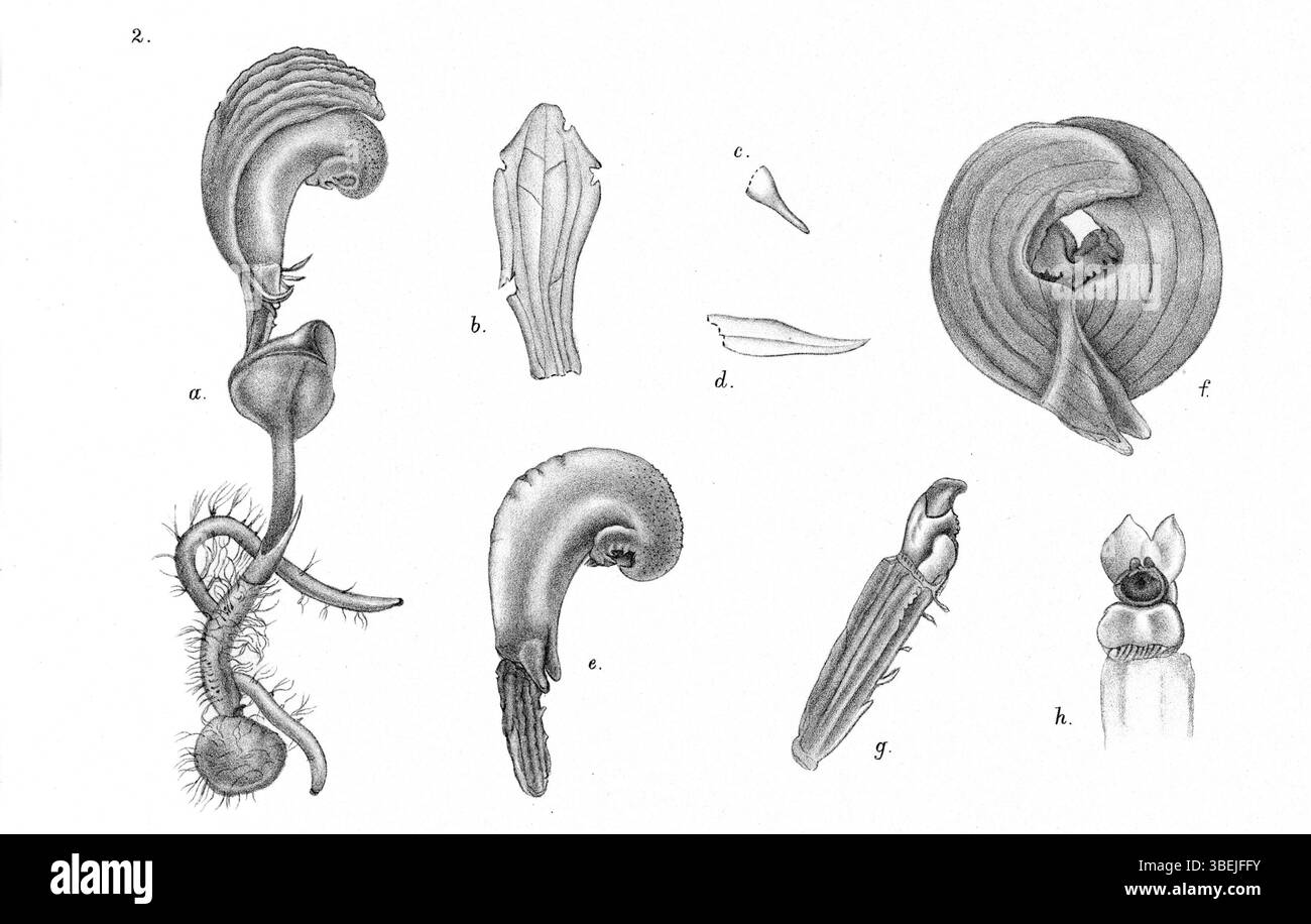 Diese Illustration aus „Nova Guinea“ zeigt Corybas sexalatus, eine Orchideenart, die von Johannes Jacobus Smith 1929 beschrieben wurde. Die detaillierte botanische Zeichnung hebt die Besonderheiten der Art hervor. Stockfoto