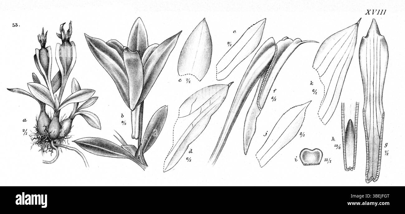 Diese botanische Illustration von Johannes Jacobus Smith aus dem Jahr 1913 zeigt *Dendrobium subacaule*, auch bekannt als *Dendrobium begoniicarpum*. Das Kunstwerk ist Teil der *Nova Guinea*-Serie, die Orchideen der Region dokumentiert. Stockfoto