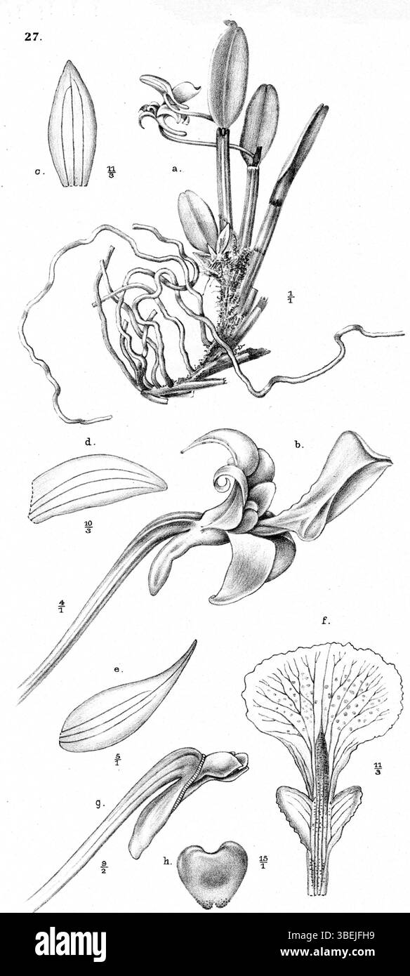 Das Bild zeigt die Orchideenart *Dendrobium macrolobum*, wie sie 1913 von Johannes Jacobus Smith dargestellt wurde. Diese Illustration ist Teil der botanischen Zeitschrift *Nova Guinea* und zeigt die detaillierte Blumenstruktur. Smith war bekannt für seine Beiträge zur Botanik und Orchideenklassifizierung. Stockfoto