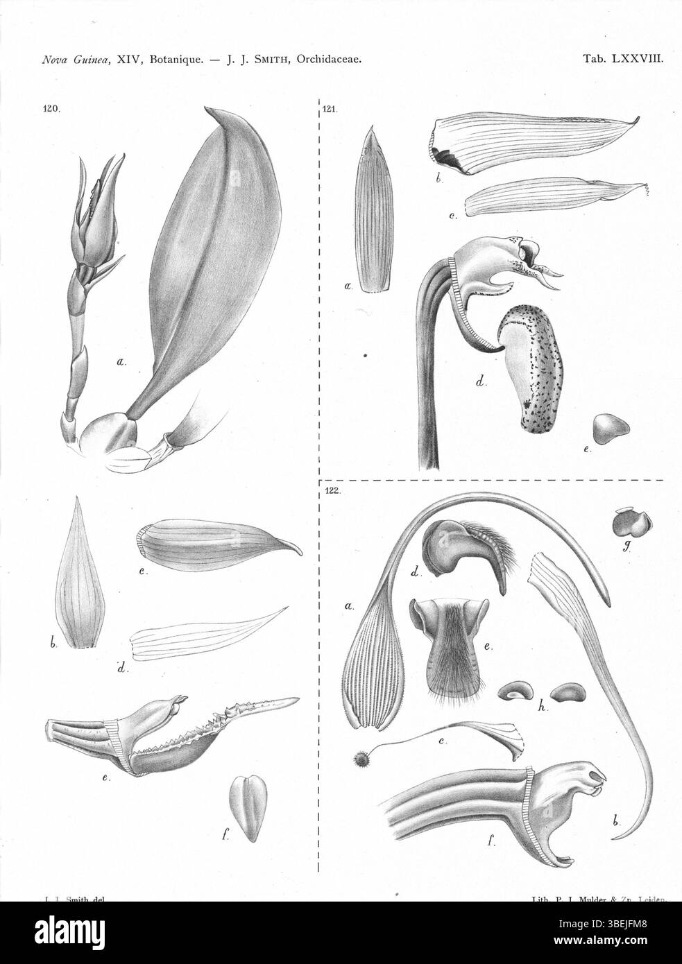 Diese Platte aus *Nova Guinea* (1929) zeigt die Art Bulbophyllum sarcodanthum, B. foetidum var. Grandiflorum und B. unitubum, alle Teil der Gattung Bulbophyllum. Ihre taxonomischen und botanischen Details sind in der Abbildung dargestellt. Stockfoto