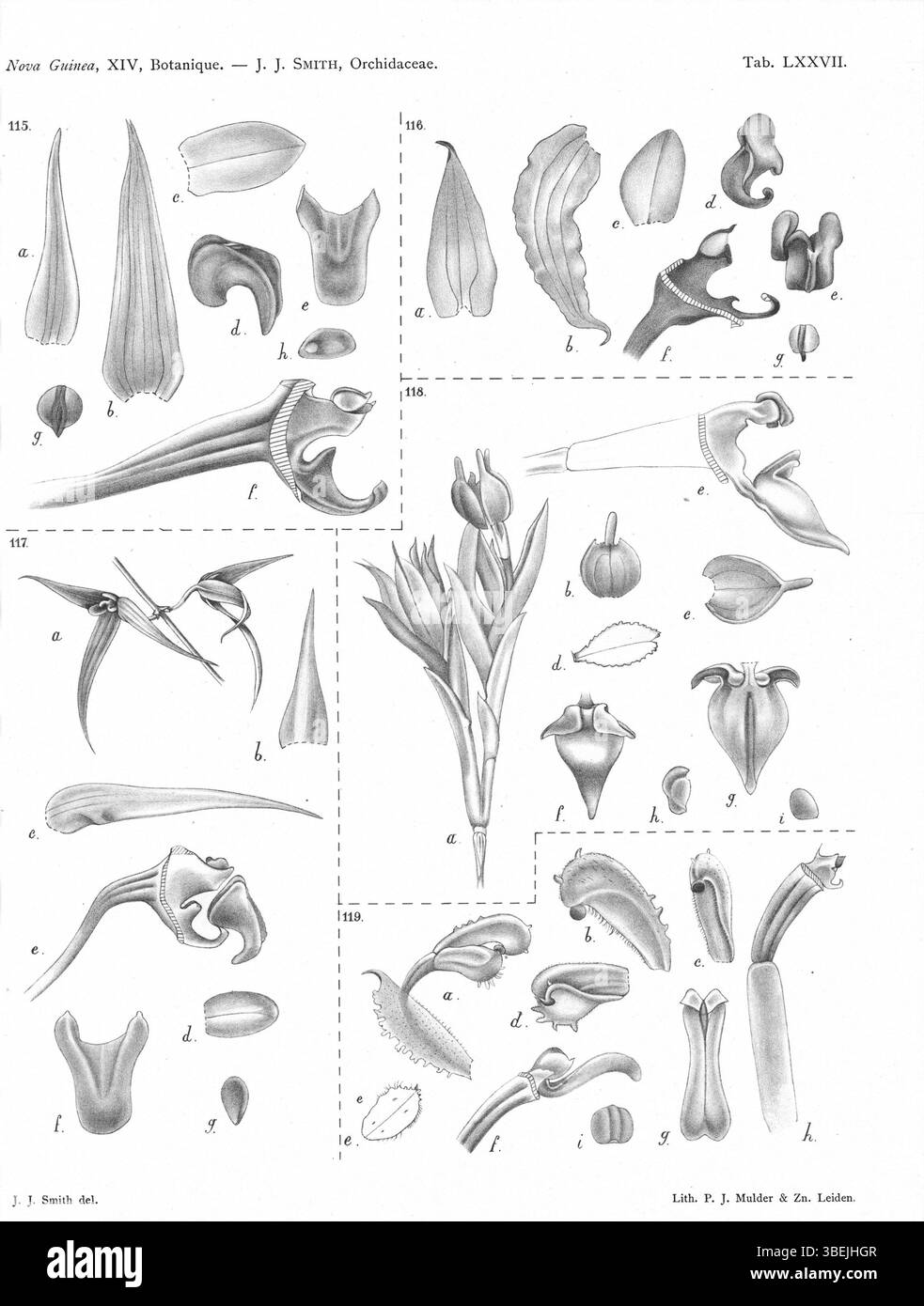 Die Platte 77 aus *Nova Guinea* (1929) von Johannes Jacobus Smith zeigt Bulbophyllum chloranthum, B. callichroma, B. leptophyllum und B. antennatum, die verschiedene Bulbophyllum-Arten mit ihren taxonomischen Details veranschaulichen. Stockfoto