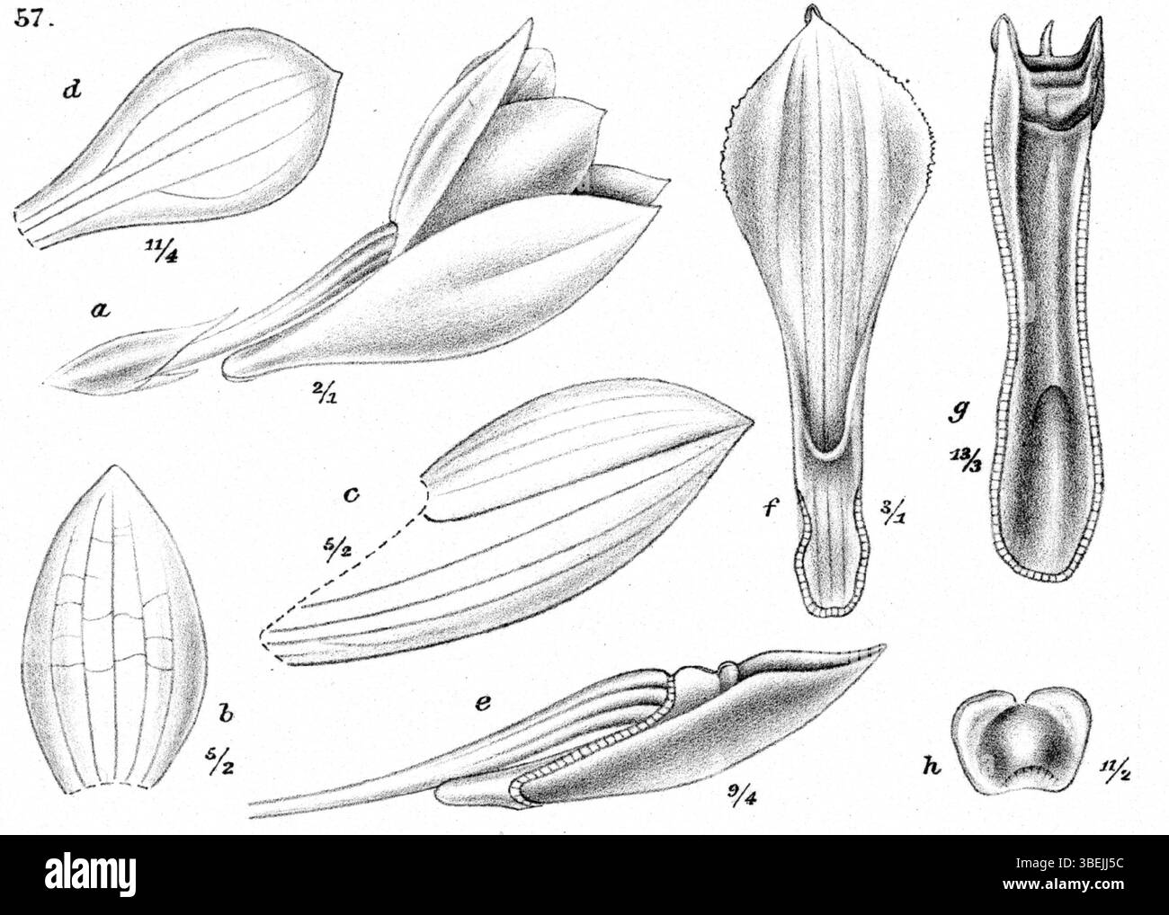 Diese botanische Illustration von Johannes Jacobus Smith zeigt *Dendrobium cuthbertsonii*, früher *Dendrobium asperifolium*. Die Art ist Teil der Orchideensammlung der *Nova Guinea*-Serie von 1913. Stockfoto