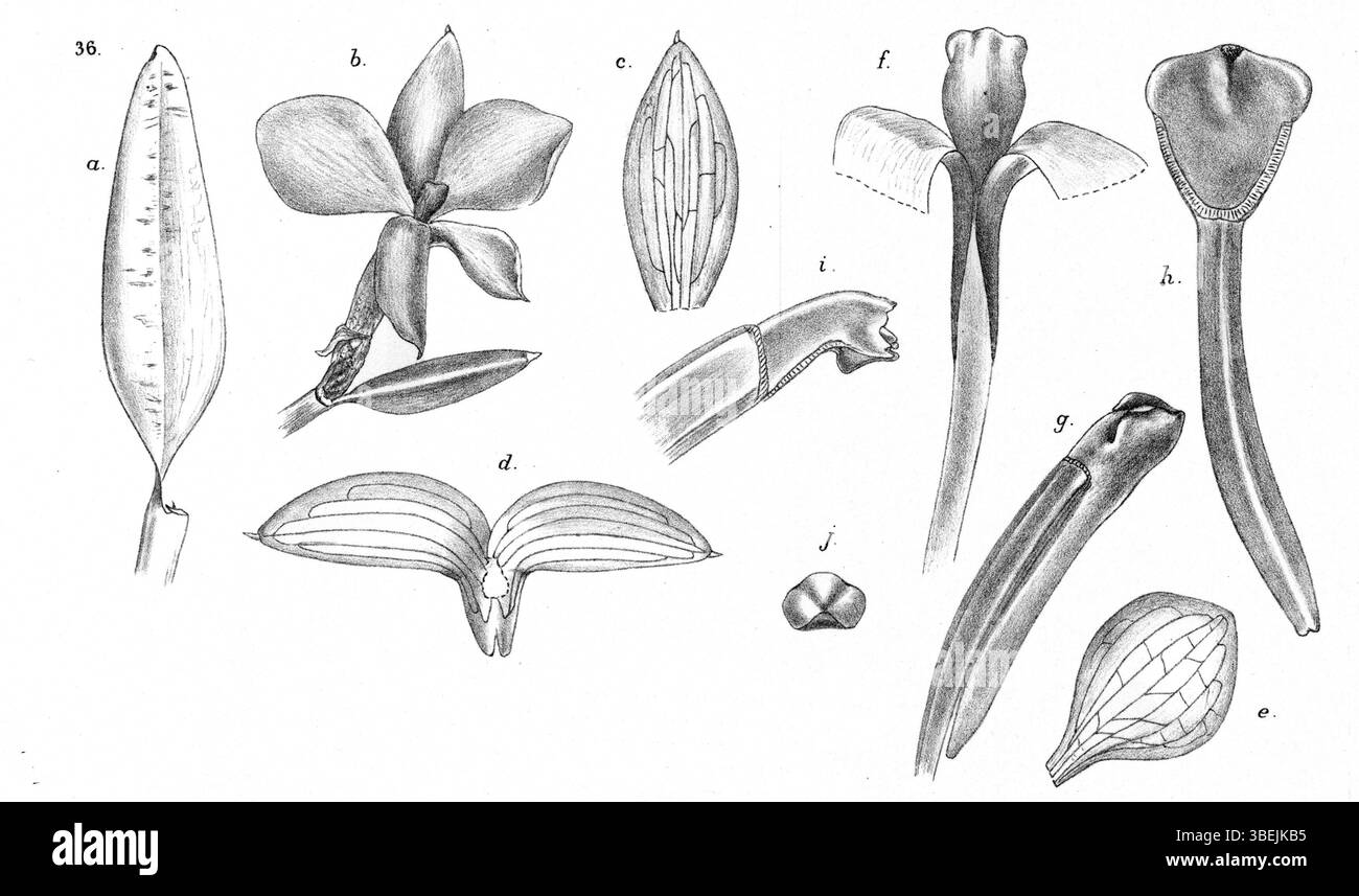 Glomera compressa, früher bekannt als Glomera subeciliata, ist in dieser botanischen Illustration von Johannes Jacobus Smith aus *Nova Guinea* zu sehen. Das Werk geht auf das Jahr 1929 zurück und dokumentiert die Pflanzenarten Neuguineas. Stockfoto