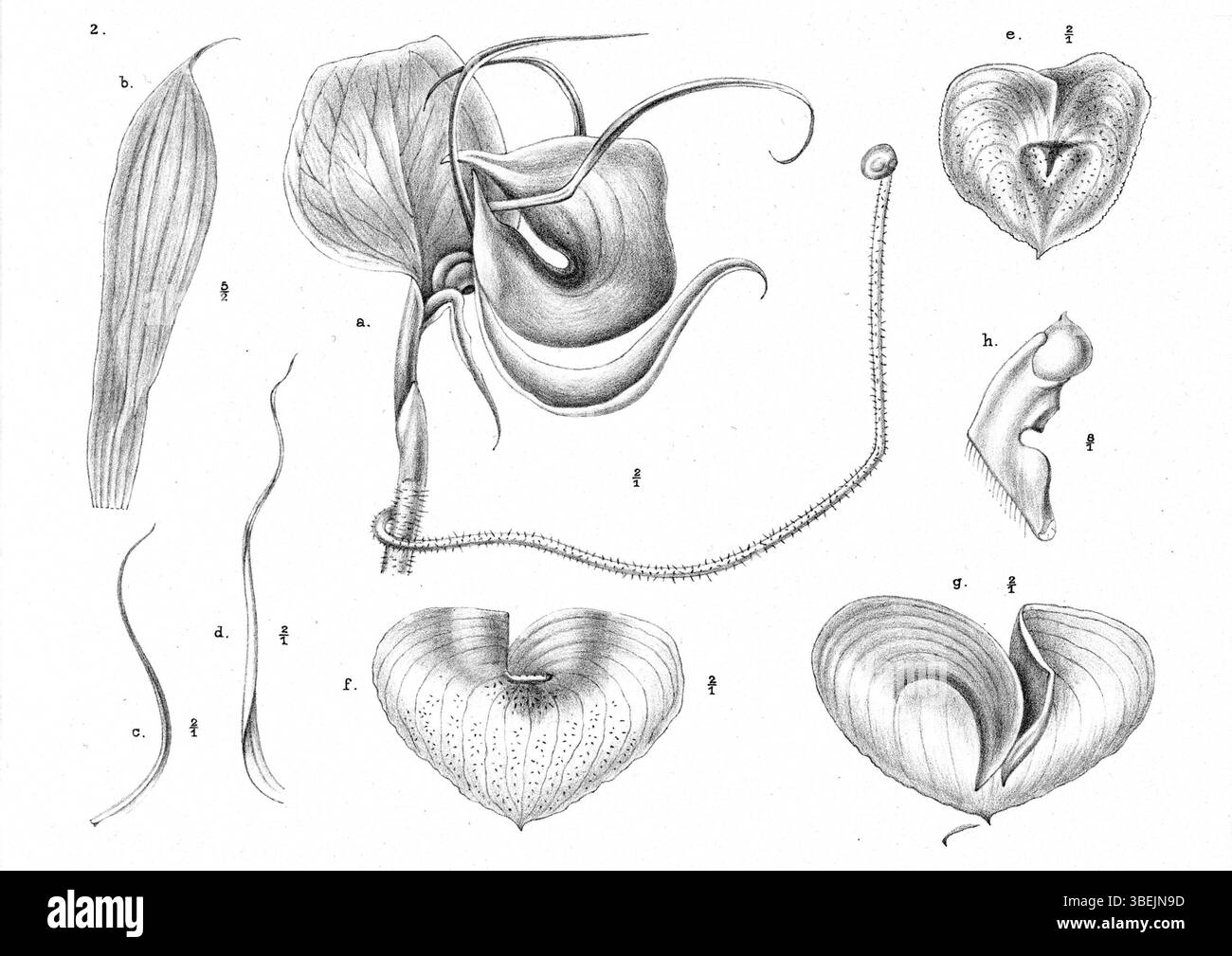 Diese Illustration von Johannes Jacobus Smith zeigt *Corybas epiphyticus*, eine epiphytische Orchidee aus Papua-Neuguinea, die die einzigartigen Wachstumsgewohnheiten und das komplizierte Blumendesign der Pflanze zeigt. Stockfoto