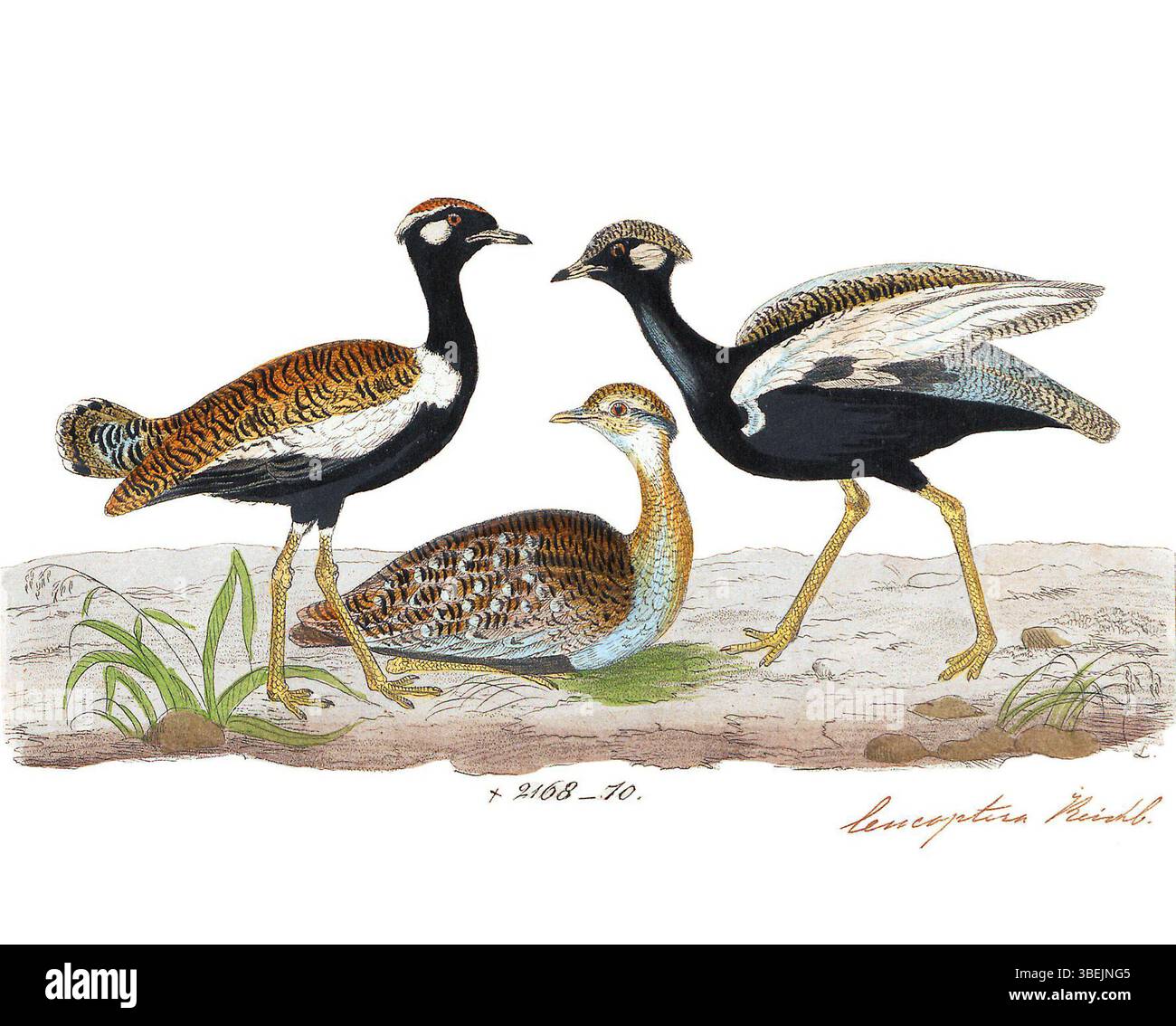 Druck von Eupodotis afroides, erstellt zwischen 1820 und 1860. Das Bild, das in der Sammlung Iconographia Zoologica an der Universität Amsterdam untergebracht ist, zeigt die Vogelart in einem detaillierten, wissenschaftlichen Stil. Stockfoto