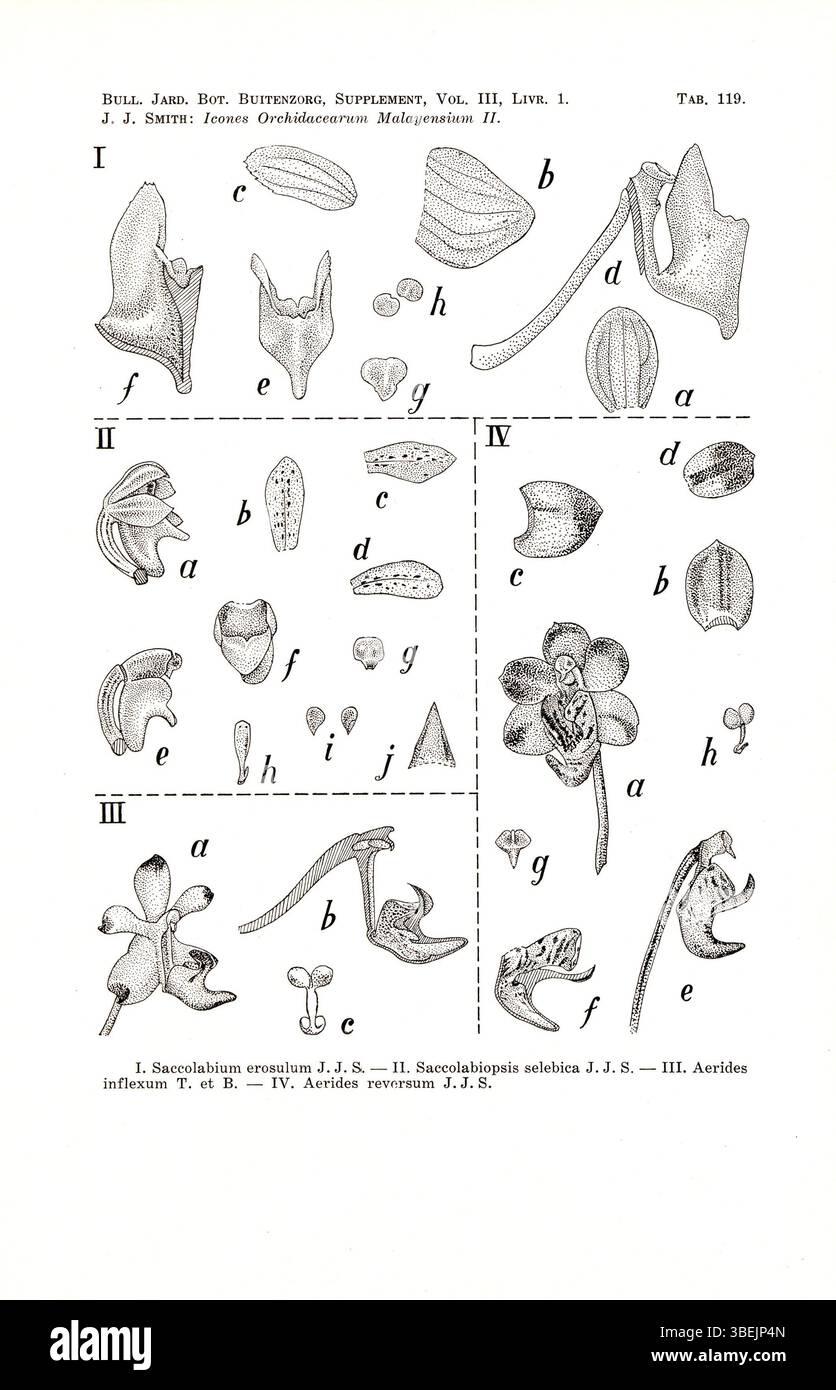 Johannes Jacobus Smiths Illustration aus dem Jahr 1938 zeigt vier Orchideen aus dem Malaiischen Archipel: Tuberolabium erosulum, Saccolabiopsis selebica, Aerides inflexa und Aerides huttonii, was zur Dokumentation tropischer Orchideenarten beiträgt. Stockfoto