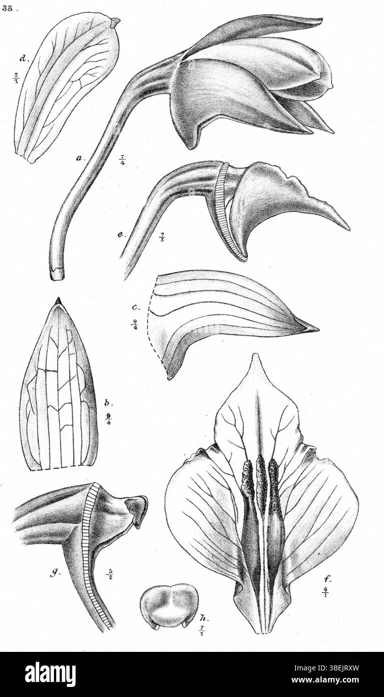 Johannes Jacobus Smiths Illustration von 1913 aus Nova Guinea zeigt Dendrobium rigidifolium, auch bekannt als Dendrobium guttatum. Der Druck zeigt die komplizierten Merkmale dieser Orchidee und bietet eine pädagogische Referenz für die botanische Studie. Stockfoto