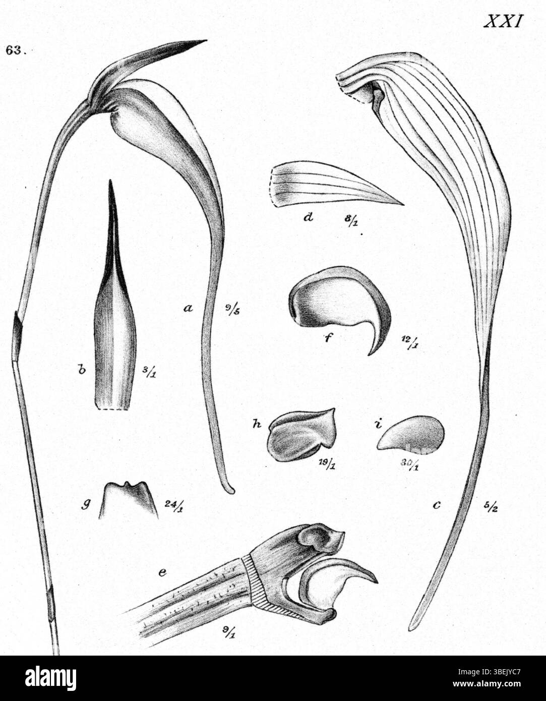 Diese botanische Illustration von Johannes Jacobus Smith (1867–1947) zeigt *Bulbophyllum obovatifolium*, eine in Neuguinea heimische Art. Die detaillierte Illustration wurde 1913 als Teil der Zeitschrift *Nova Guinea* veröffentlicht. Stockfoto