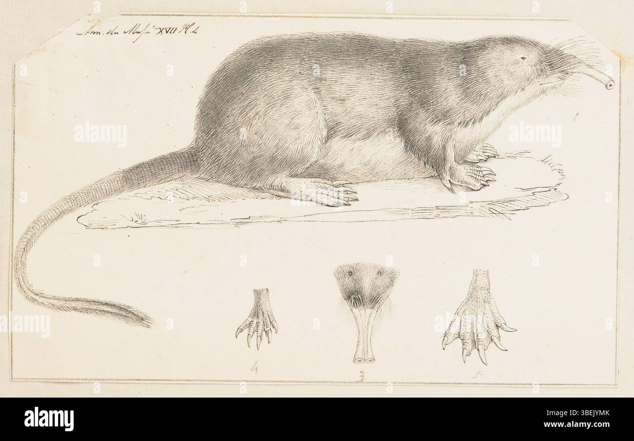 Dieser zwischen 1700 und 1880 entstandene Druck zeigt Myogale pyrenaica, eine Tierart, und ist Teil der Sammlung Iconographia Zoologica an der Universität Amsterdam. Der Druck dient als Beispiel für historische zoologische Illustrationen, die in der wissenschaftlichen Dokumentation verwendet werden. Stockfoto