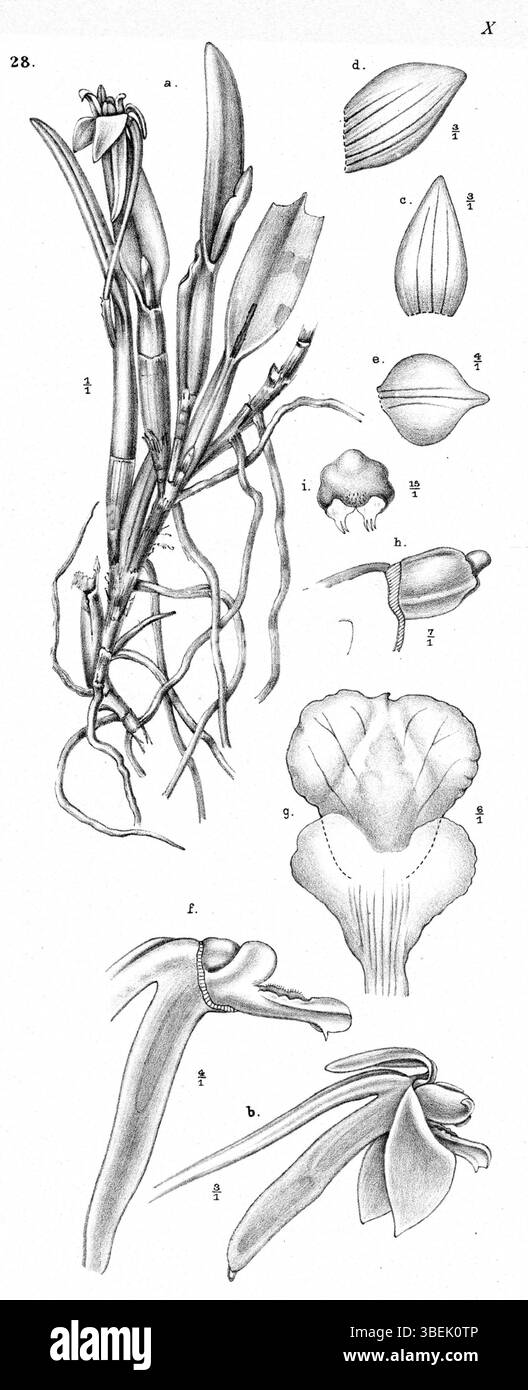 *Dendrobium goliathense*, eine Orchideenart, dargestellt von Johannes Jacobus Smith im Jahr 1913, ist auf dieser botanischen Platte aus *Nova Guinea* zu sehen. Smiths detailreiche Kunstwerke zeigen die Besonderheiten der Blume und ergänzen seine bedeutende Arbeit in der Orchidologie. Stockfoto