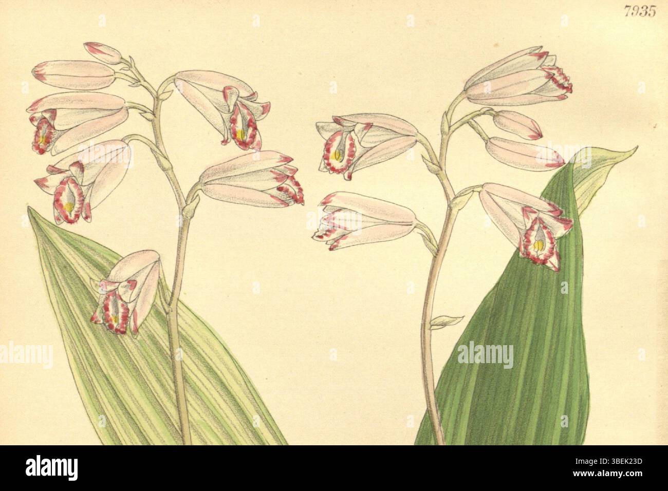 Diese botanische Illustration von 1904 zeigt Bletilla foliosa, einst als Arethusa sinensis klassifiziert. Die von Matilda Smith geschaffene und von John Nugent Fitch lithographische Darstellung zeigt die Detailgenauigkeit der botanischen Illustration im frühen 20. Jahrhundert. Stockfoto