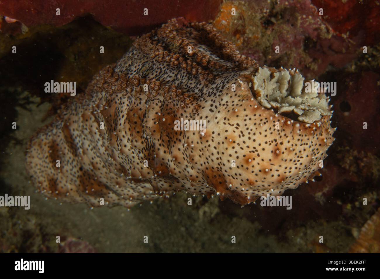 Korallenriff und Wasserpflanzen im Meer der Philippinen Stockfoto