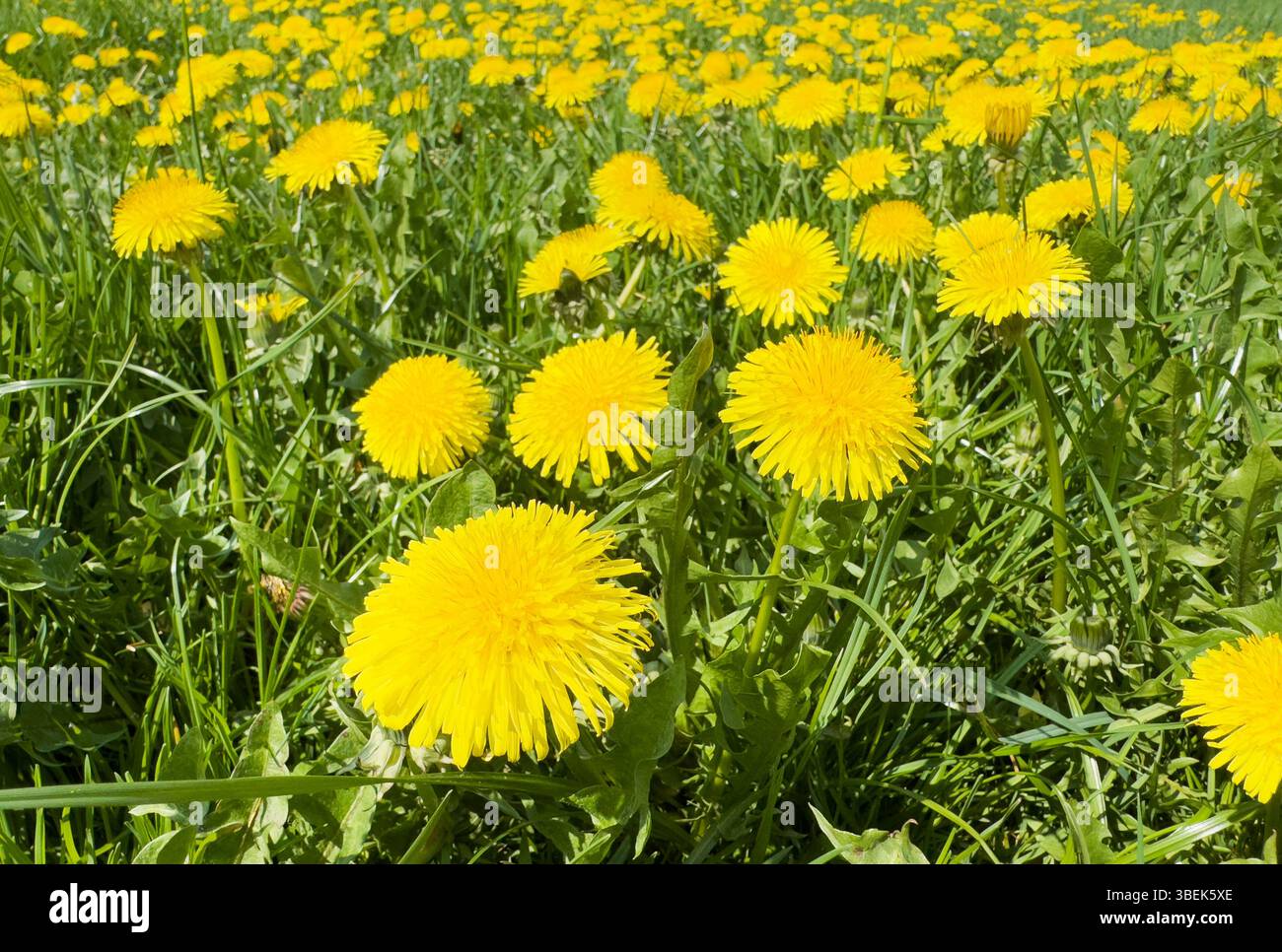 21.04.2025, Deutschland, Niedersachsen, Morsum, - Weide mit Löwenzahn. 00A250421D014CAROEX.JPG [MODELLFREIGABE: NICHT ZUTREFFEND, EIGENSCHAFTSFREIGABE: NEIN C) C Stockfoto