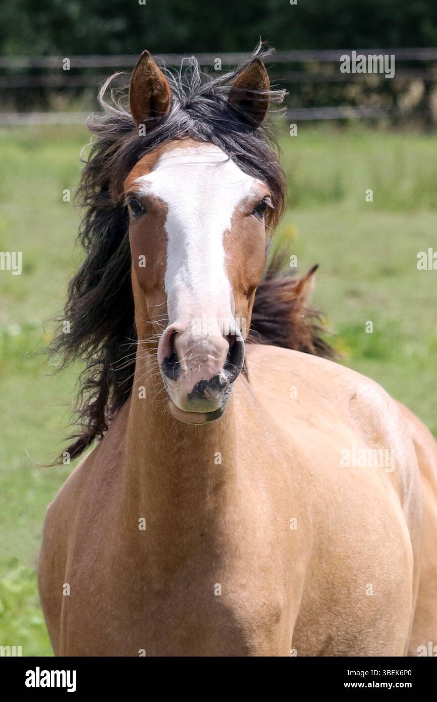 23.06.2024, Deutschland, Brandenburg, Bruchmühle, - spanischer Mustang im Porträt. 00S240623D803CAROEX.JPG [MODELLVERSION: NICHT ZUTREFFEND, EIGENSCHAFTSFREIGABE Stockfoto