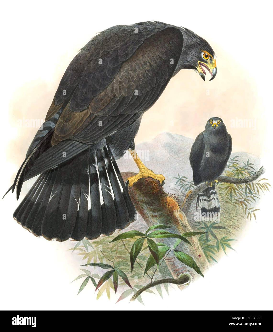 Diese handkolorierte Lithografie zeigt den von Joseph Wolf geschaffenen Zonenschwanzhawk (*Buteo albonotatus*). Das Werk wurde ursprünglich 1869 als Teil von „The New and bisher unfigurated Species of the Birds of North America“ veröffentlicht. Es zeigt detaillierte Kunstwerke nordamerikanischer Vogelarten. Stockfoto