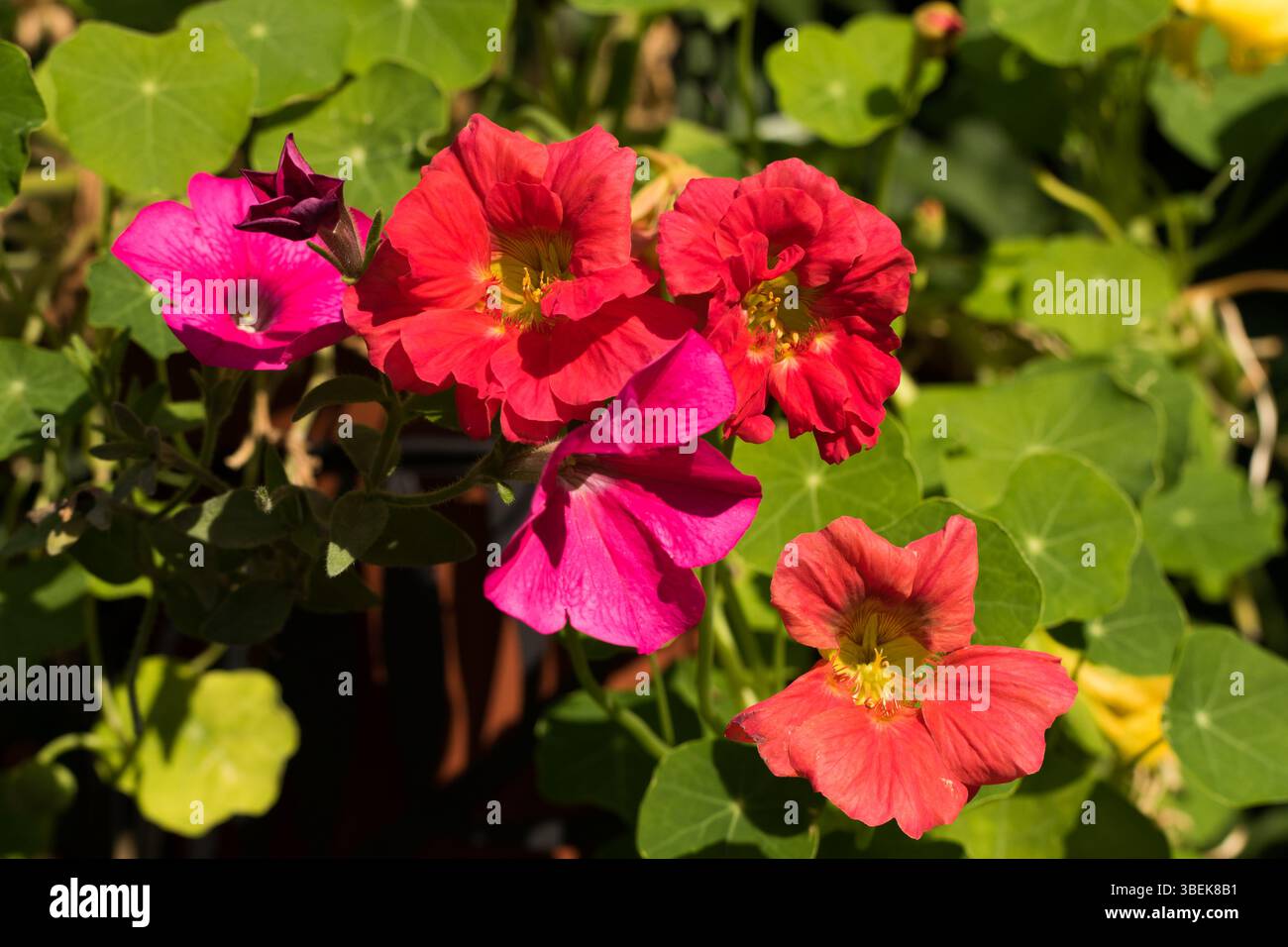 Wunderschöne mehrfarbige Nasturtien und Petunien in voller Blüte vor einem lebhaften grünen Blatthintergrund Stockfoto