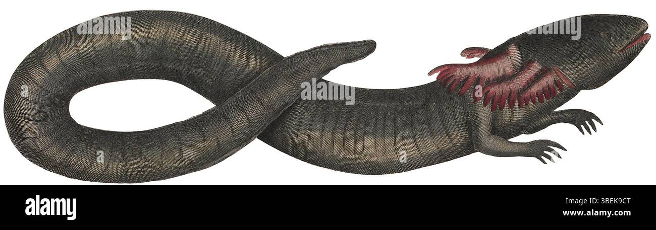 Die Illustration von Siren lacertina, Teil der Sammlung „Iconographia Zoologica“ zwischen 1700 und 1880, zeigt diesen aquatischen Salamander. Der Detaildruck hebt die Besonderheiten der Art hervor und gibt Einblicke in die Untersuchung von Amphibien während dieser Zeit. Stockfoto