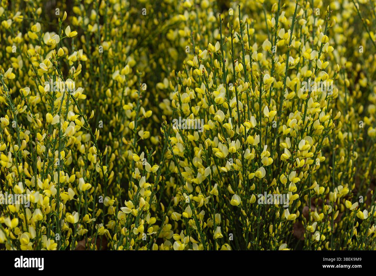 Nahaufnahme der leuchtend gelben Blüten des gewöhnlichen Besenstrauchs (Cytisus scoparius) in voller Blüte während der Frühlingssaison. Botanische Schönheit und wilde Flora Stockfoto