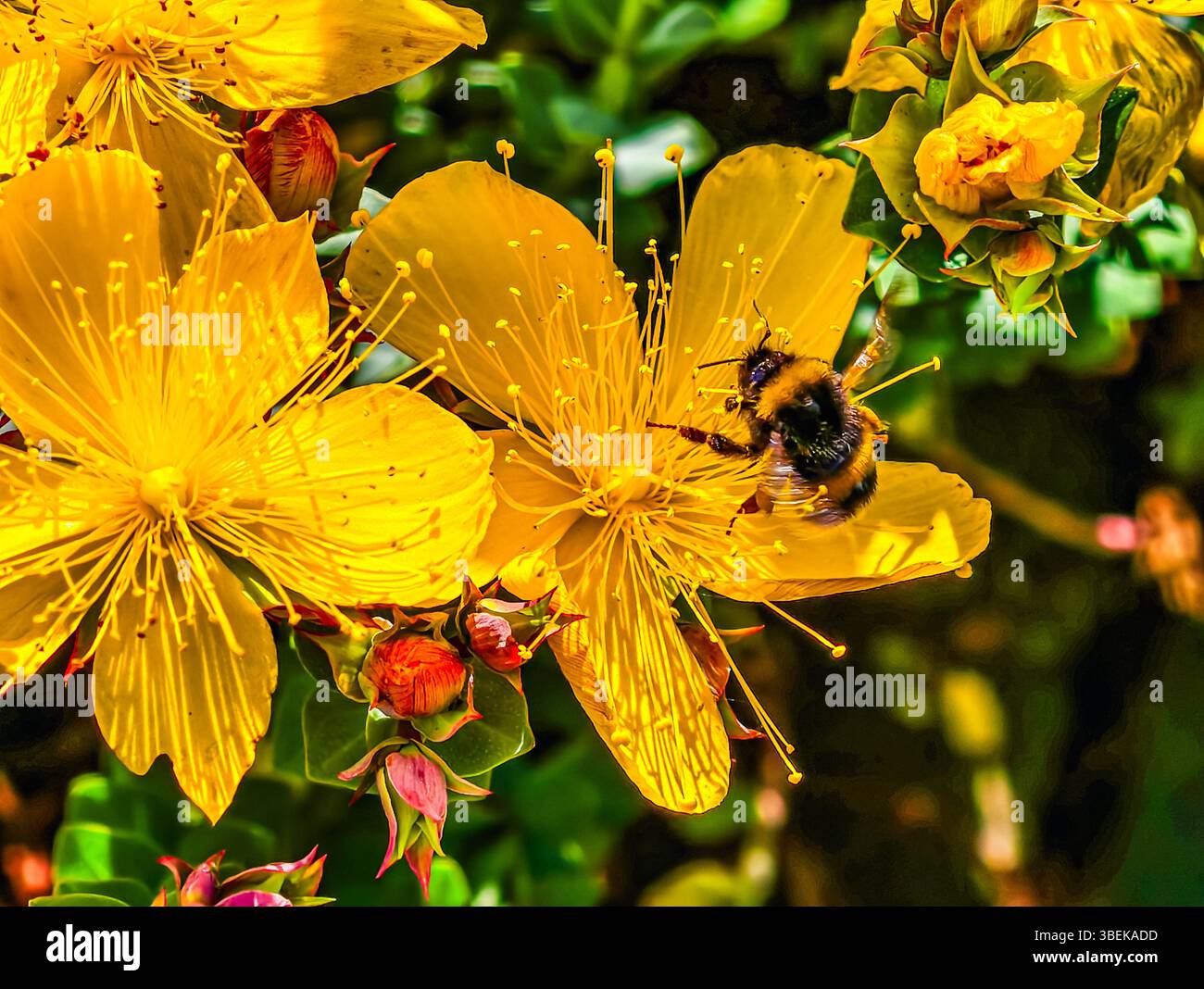 Makrofoto einer Hummel auf einer leuchtend gelben hypericum-Blume, die Nektar sammelt. Dieses detaillierte Bild zeigt die wichtige Rolle von Bestäubern in Frühlingsgärten Stockfoto