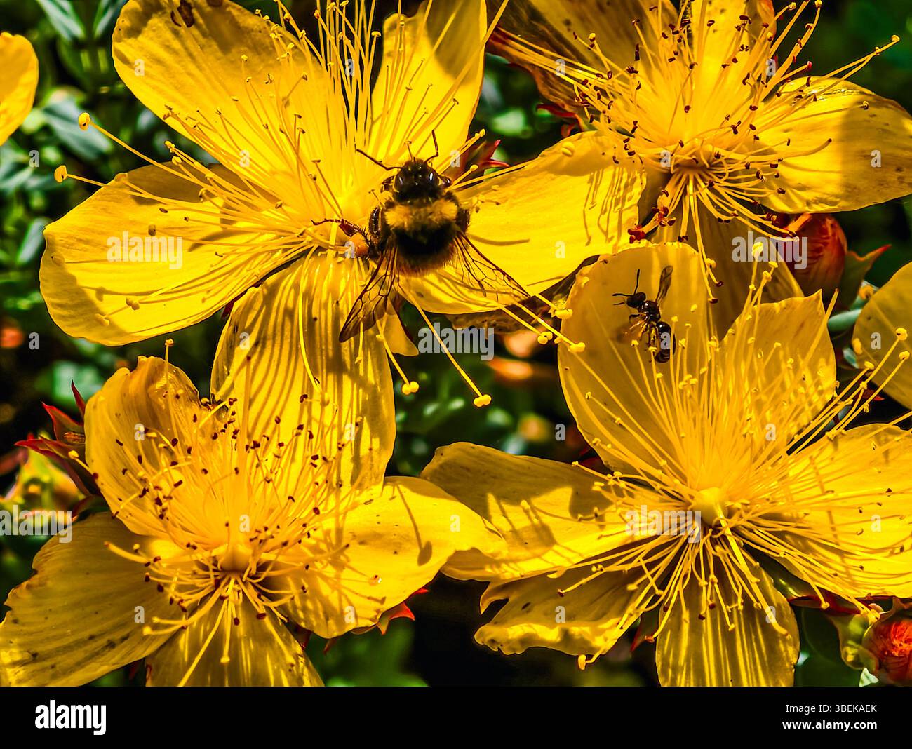 Makrofoto einer Hummel auf einer leuchtend gelben hypericum-Blume, die Nektar sammelt. Sammlung von Fotografien Stockfoto