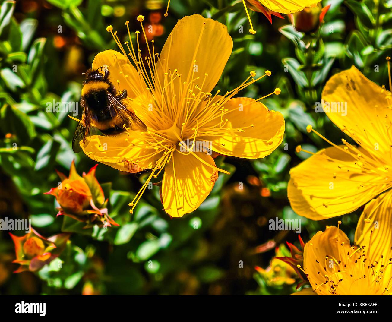 Makrofoto einer Hummel auf einer leuchtend gelben hypericum-Blume, die Nektar sammelt. Stockfoto