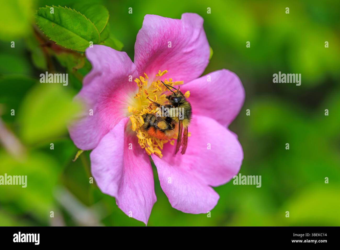 Eine Honigbiene sammelt Pollen von einer wilden Rosenblume Stockfoto