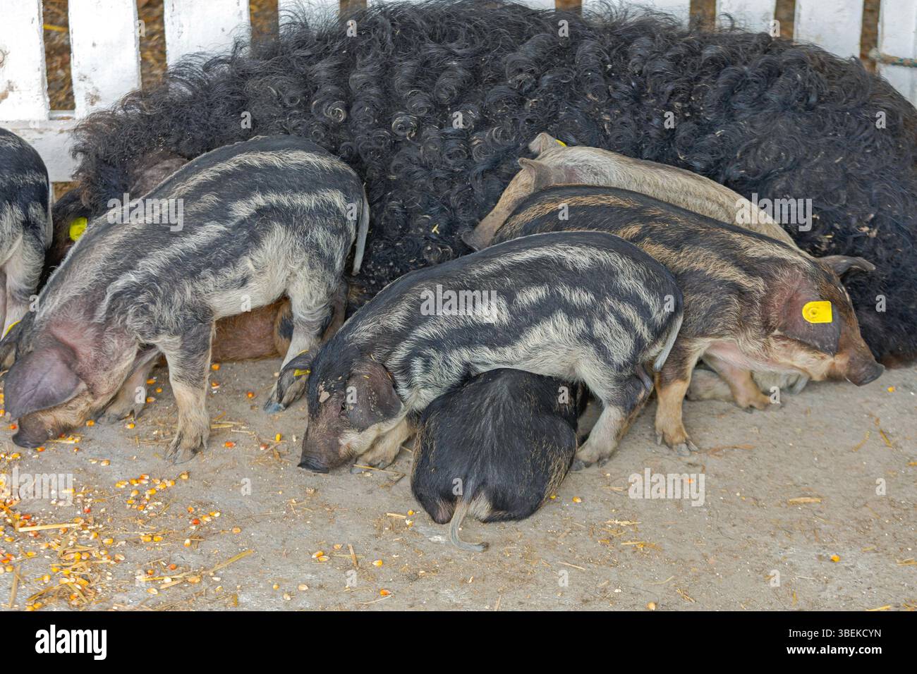 Traditionelle ungarische Rasse Schwarzes Mangalica-Schwein auf der Tierfarm Stockfoto