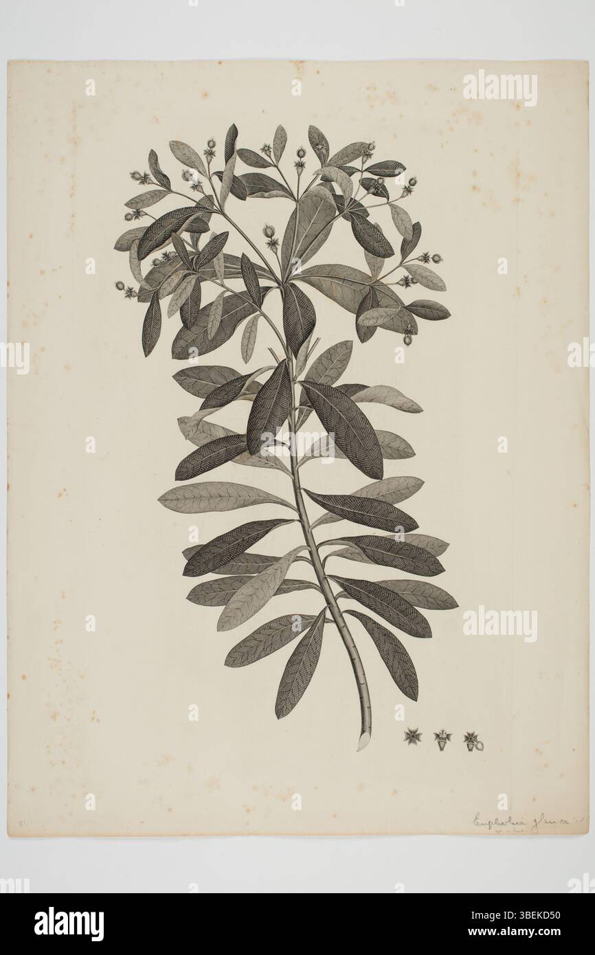 Euphorbia glauca*, illustriert von Sydney Parkinson im späten 18. Jahrhundert, war eines von vielen botanischen Exemplaren, die während der Südseereisen des Endeavour gesammelt wurden. Dieser Stich ist Teil der umfangreichen Sammlung historischer botanischer Drucke des Auckland Museums. Stockfoto