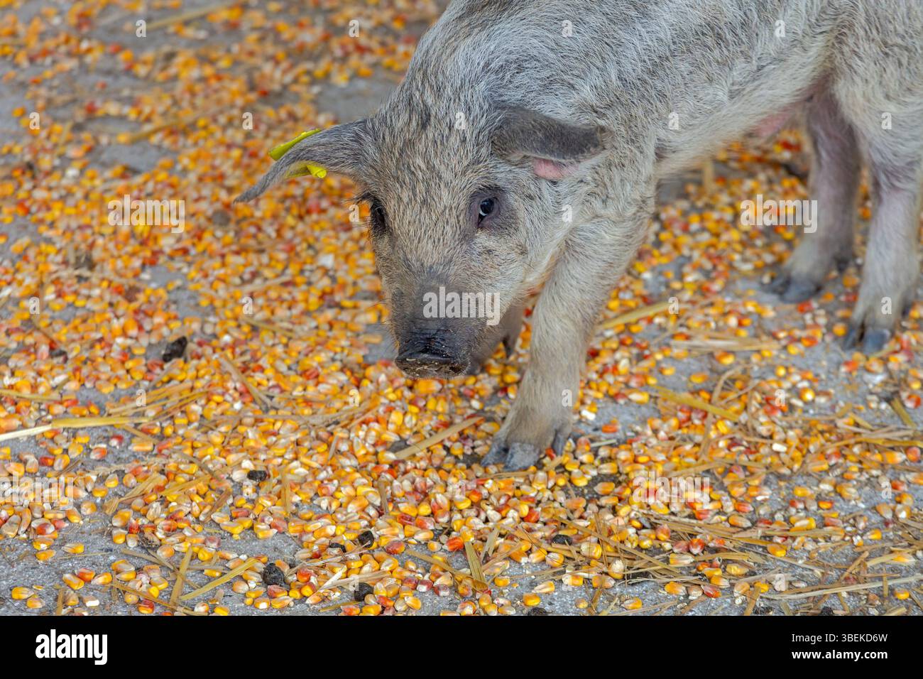 Eine neugeborene kleine graue Ferkel Mangalica ungarische Rasse isst Maiskerne auf der Animal Farm Stockfoto