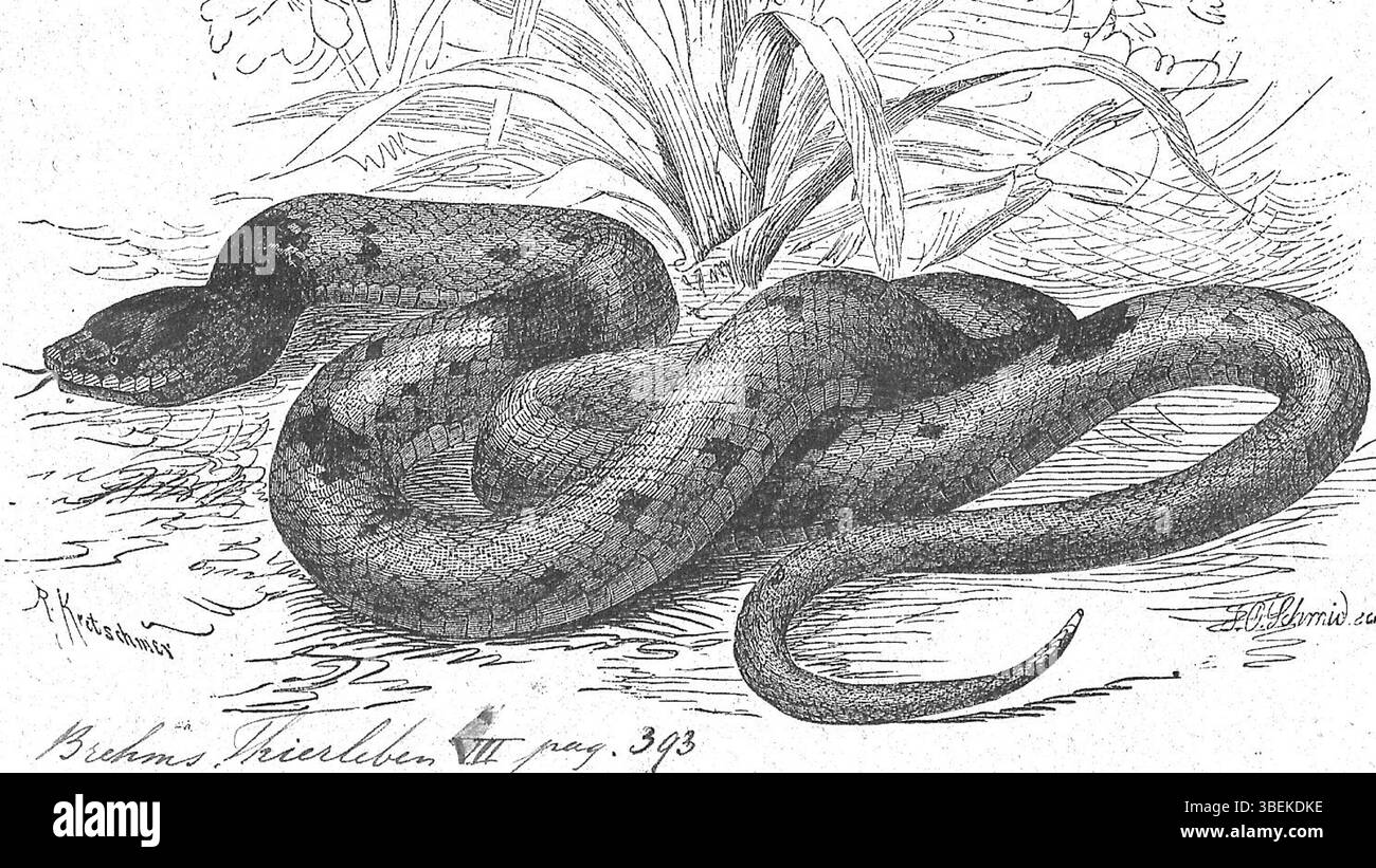 Dieser Druck von *Pseudoboa coronata*, einer Schlangenart, entstand zwischen 1700 und 1880 und ist Teil der Sammlung *Iconographia Zoologica*. Sie zeigt die charakteristischen Merkmale der Art, die durch ihre auffällige Färbung und ihr auffälliges Muster bekannt ist. Stockfoto