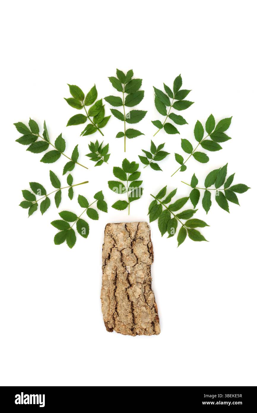 Esche mit Blättern und Stamm abstraktes surreales Design. Symbol für Stärke, Erneuerung und Schutz, antike Druiden Naturmagie auf weiß. Stockfoto